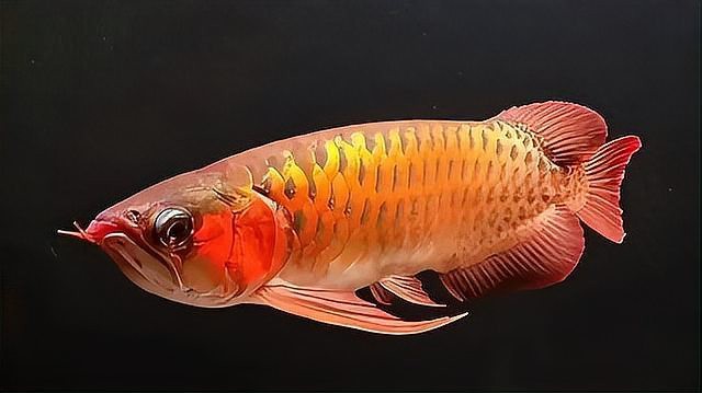 十大招財魚