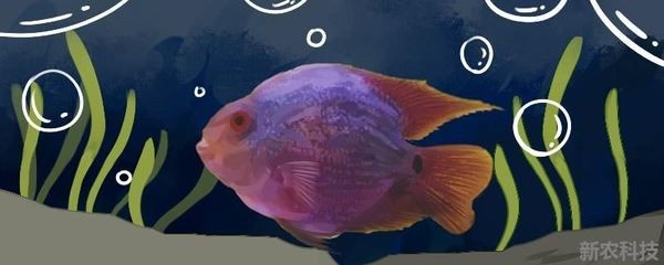 魚缸里的魚甩籽了怎么辦視頻：魚缸里的魚甩籽了怎么辦