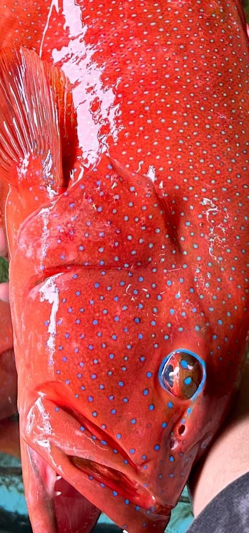 東星斑和藍鰭金槍魚哪個更貴？