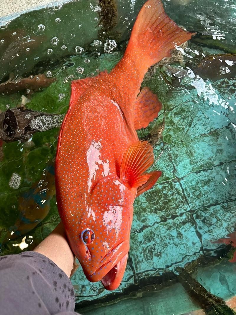東星斑和藍鰭金槍魚哪個更貴？