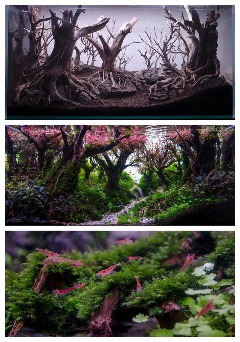 水草造景大賽獲獎(jiǎng)作品