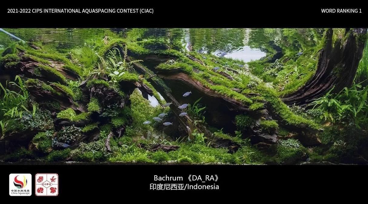 水草造景大賽獲獎(jiǎng)作品