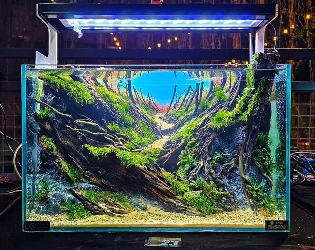 水草造景大賽獲獎(jiǎng)作品