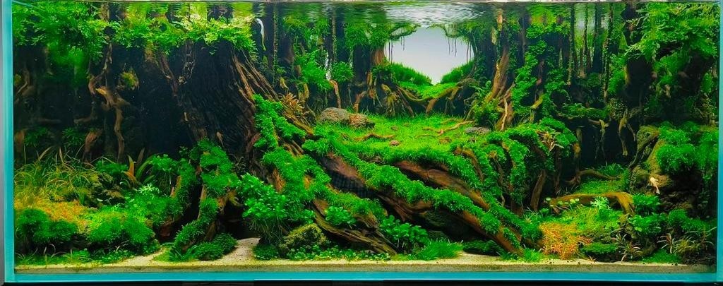 水草造景大賽獲獎作品