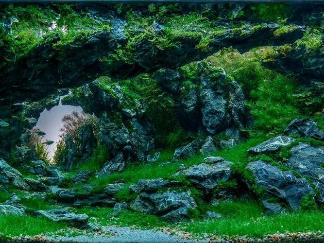 水草造景大賽獲獎(jiǎng)作品