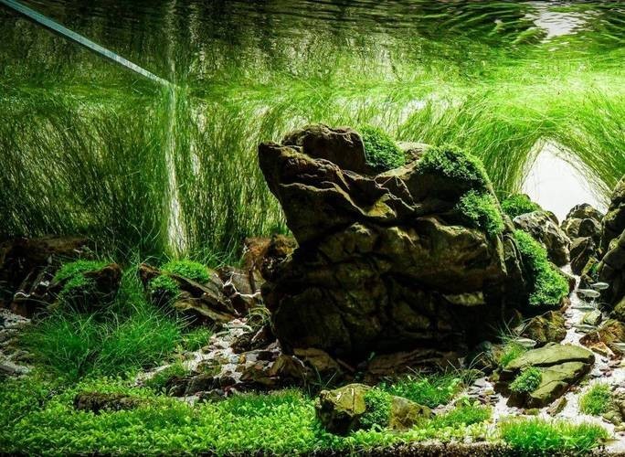 水草造景大賽獲獎(jiǎng)作品