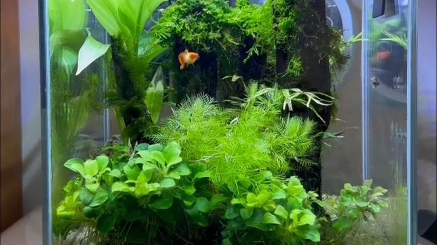 水草造景大賽獲獎(jiǎng)作品