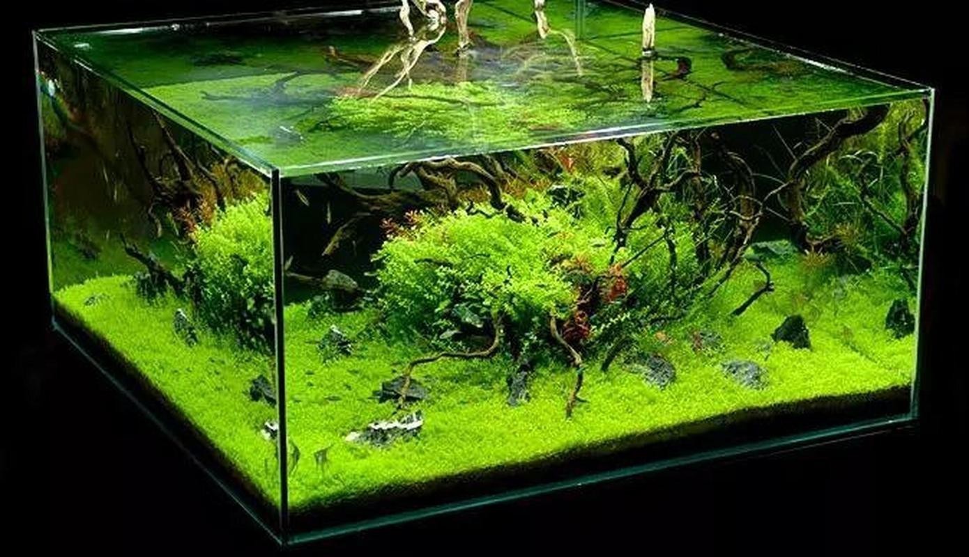 水草造景大賽獲獎(jiǎng)作品