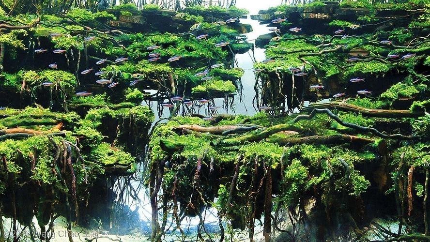 水草造景大賽獲獎(jiǎng)作品