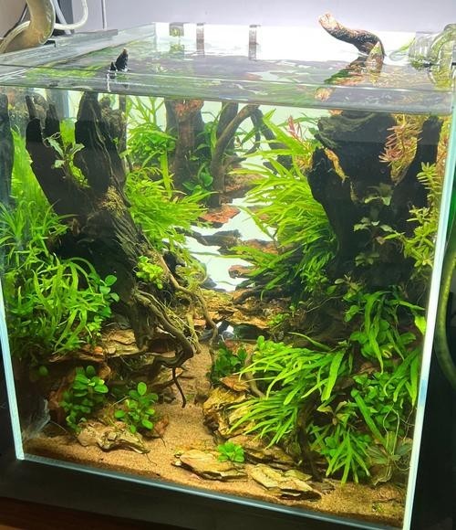 水草造景大賽獲獎(jiǎng)作品