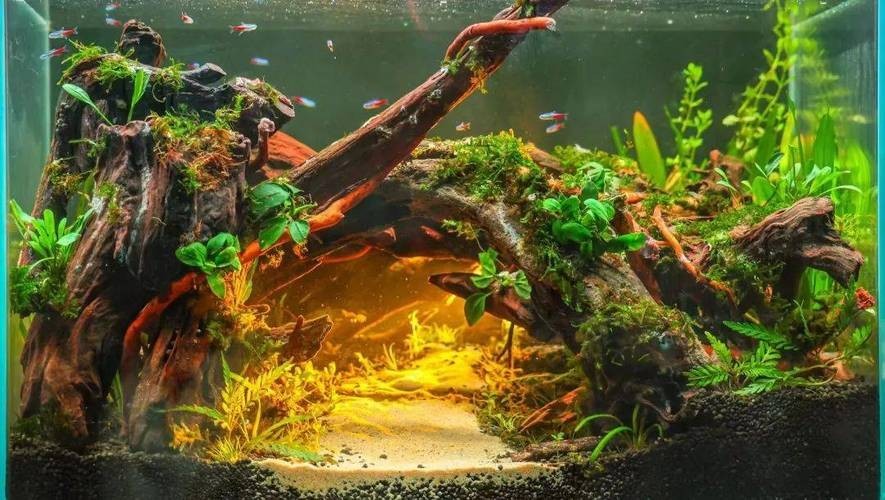 水草造景大賽獲獎(jiǎng)作品