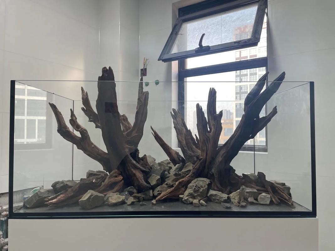 水草造景大賽獲獎(jiǎng)作品