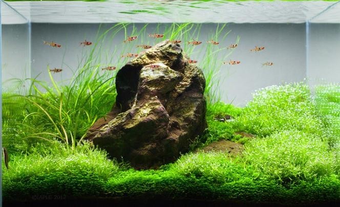 水草造景大賽獲獎(jiǎng)作品