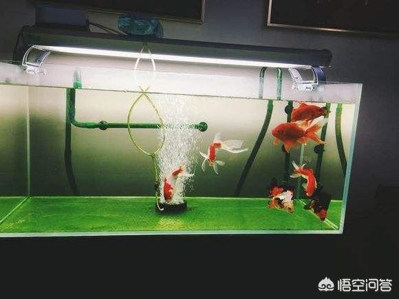 魚缸水發白原因（魚缸水發白的原因）