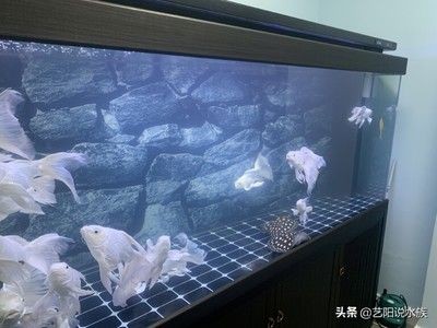 魚缸水發白原因（魚缸水發白的原因）