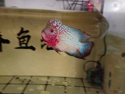 魚缸水發白原因（魚缸水發白的原因）