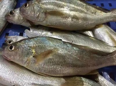 魚缸搬家后的護理指南：養魚新手入門指南