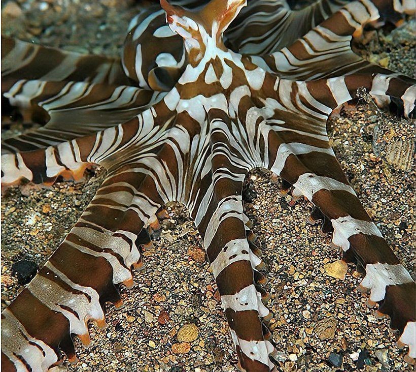 廣東豬鼻子魚和什么魚最配 廣東豬鼻子魚和什么魚最配 龍魚論壇 第3張