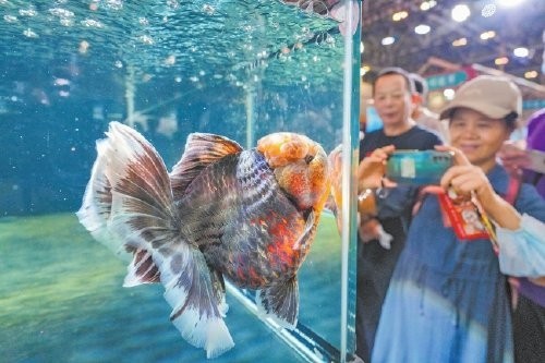 閩侯金魚在此次大賽中的其他獲獎情況