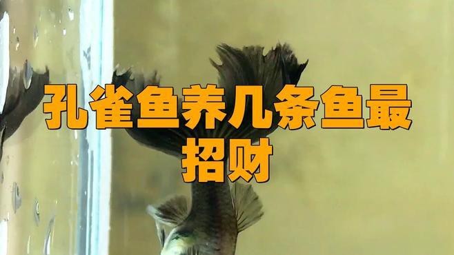 孔雀魚養(yǎng)幾條最好最旺財