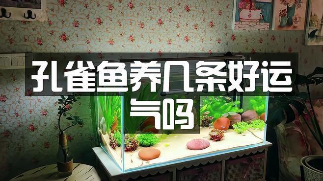 孔雀魚養(yǎng)幾條最好最旺財