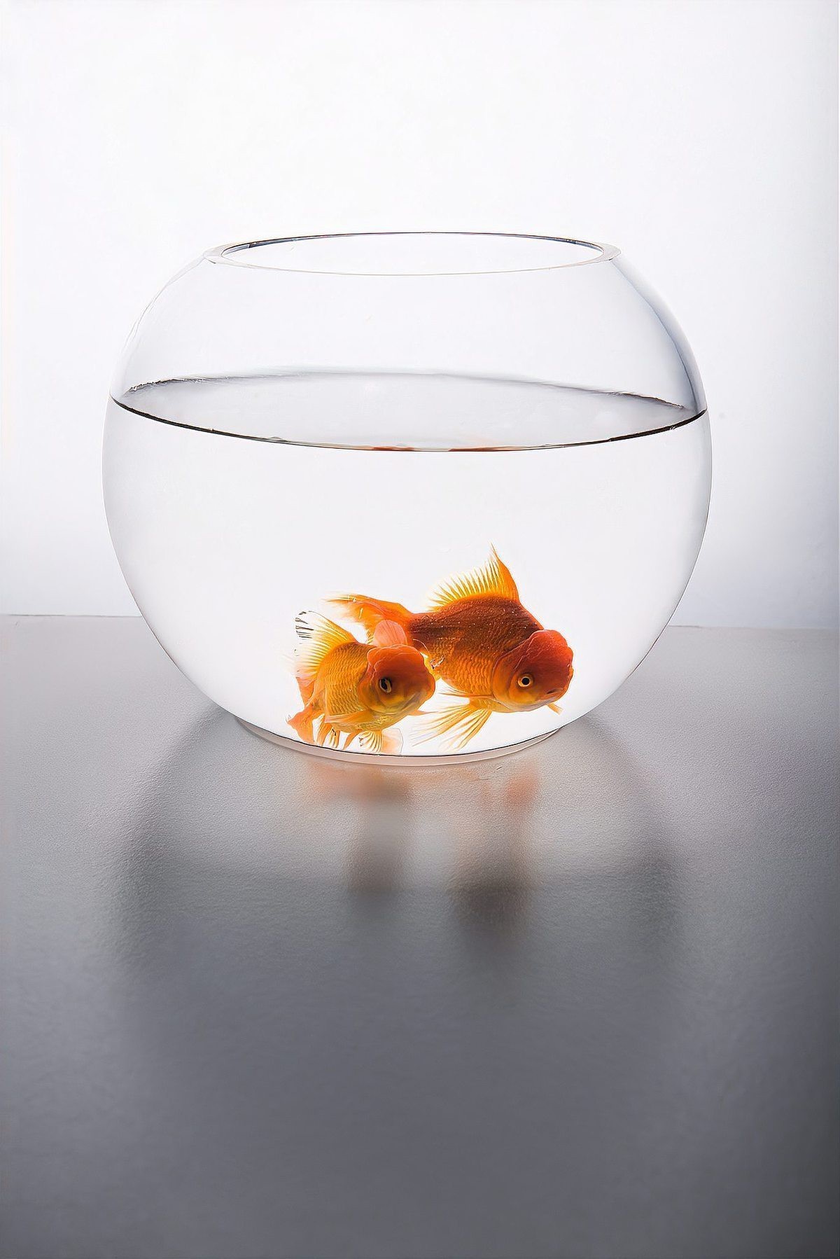 孔雀魚養(yǎng)幾條最好最旺財