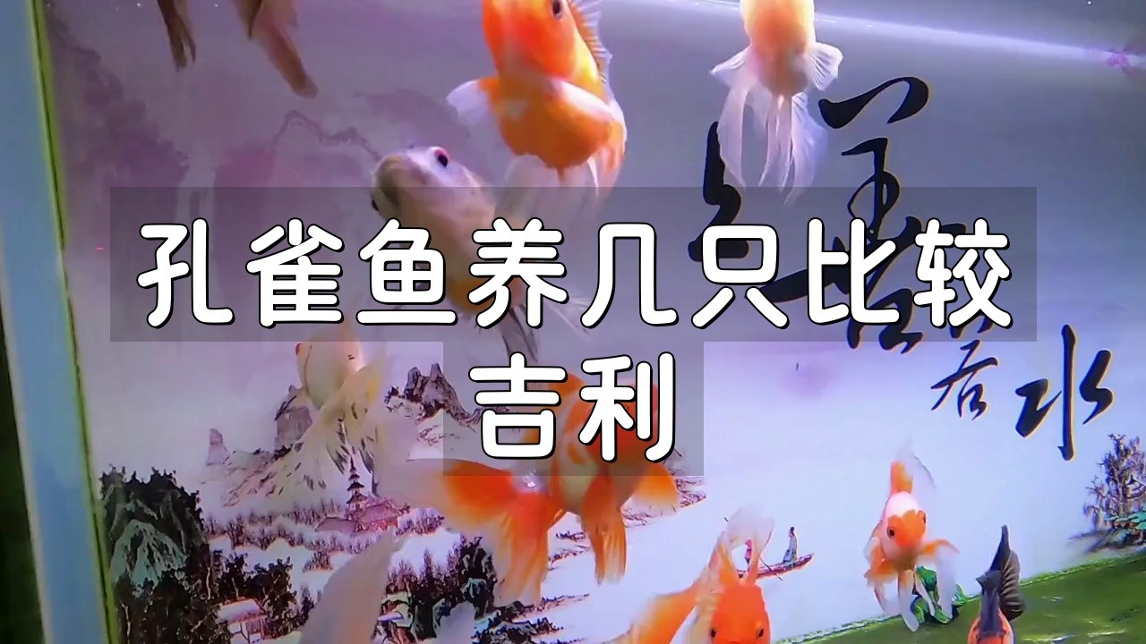 孔雀魚養(yǎng)幾條最好最旺財