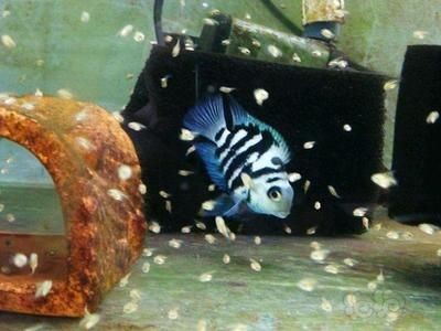 迷你龍魚（什么是迷你龍魚）