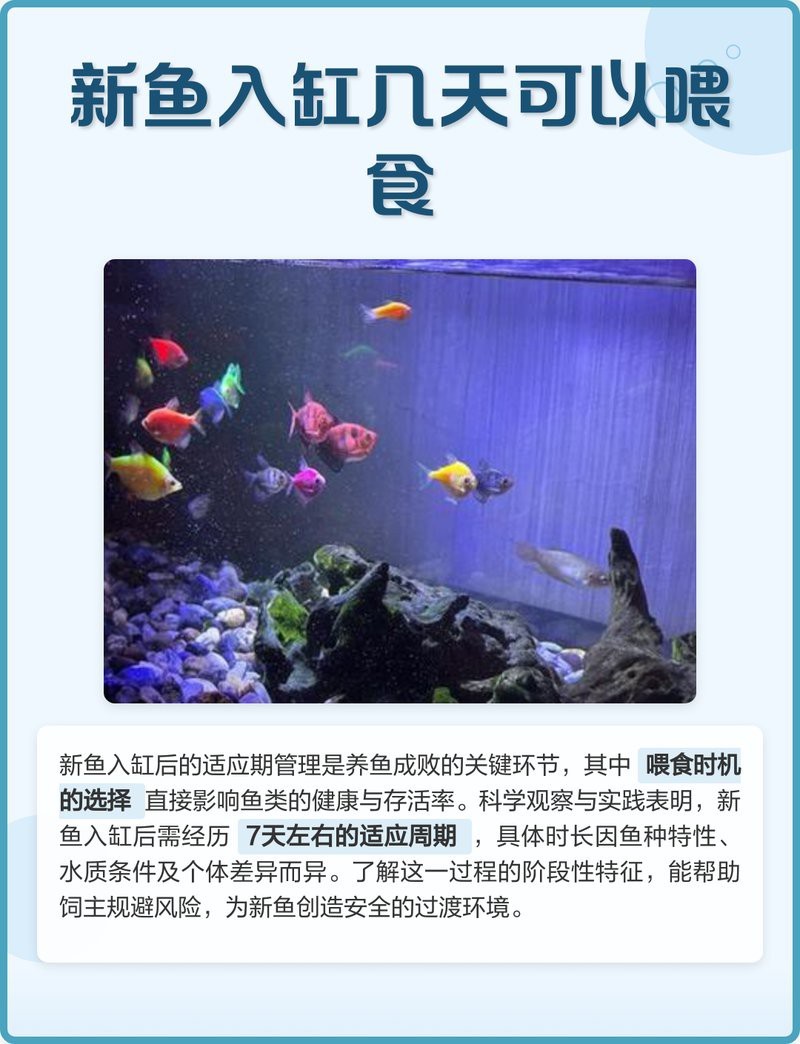 新入缸龍魚多久開口
