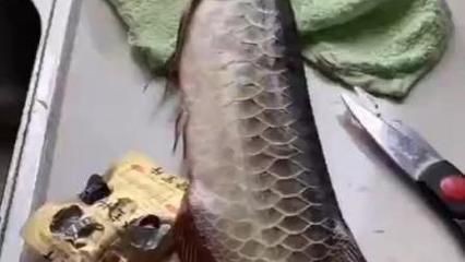金龍魚整容對比：金龍魚整容對比是指對金龍魚的形態進行比較分析