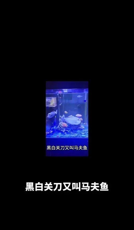 紅眼白子關刀魚多大起頭