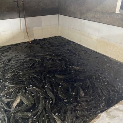 寧波市鄞州邱隘藝欣花木經營部（寧波市鄞州邱隘藝欣花木經營部電話號碼）
