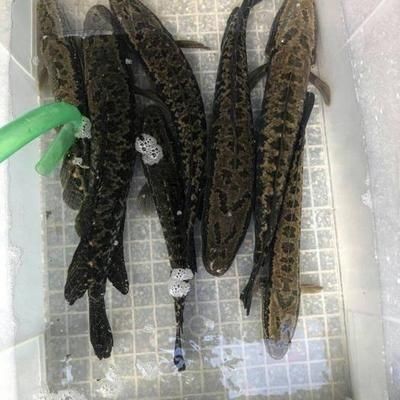 寧波市鄞州邱隘藝欣花木經營部（寧波市鄞州邱隘藝欣花木經營部電話號碼）