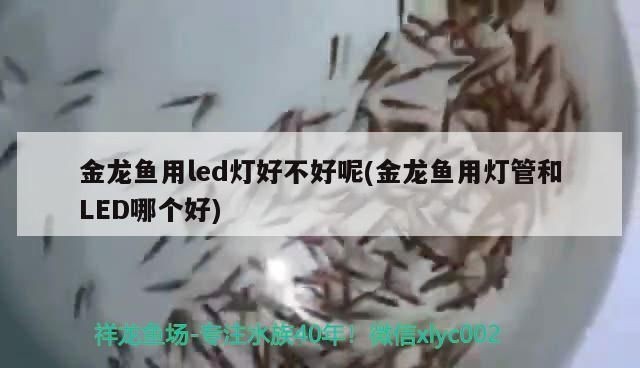 金龍魚等級區分有哪些注意事項？