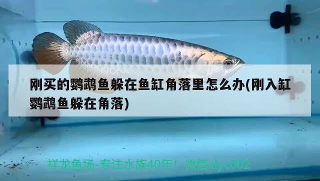 鴻景水族館:一個(gè)令人驚嘆的海洋世界(寶安區(qū)鴻景水族館:一個(gè)令人驚嘆的海洋世界) 全國(guó)水族館企業(yè)名錄 第1張 鴻景水族館:一個(gè)令人驚嘆的海洋世界(寶安區(qū)鴻景水族館:一個(gè)令人驚嘆的海洋世界) 鴻景水族館:一個(gè)令人驚嘆的海洋世界(寶安區(qū)鴻景水族館:一個(gè)令人驚嘆的海洋世界) 全國(guó)水族館企業(yè)名錄 第1張