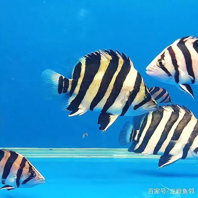 四紋印尼虎魚價格
