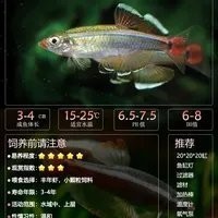 白云金絲魚的保護(hù)現(xiàn)狀