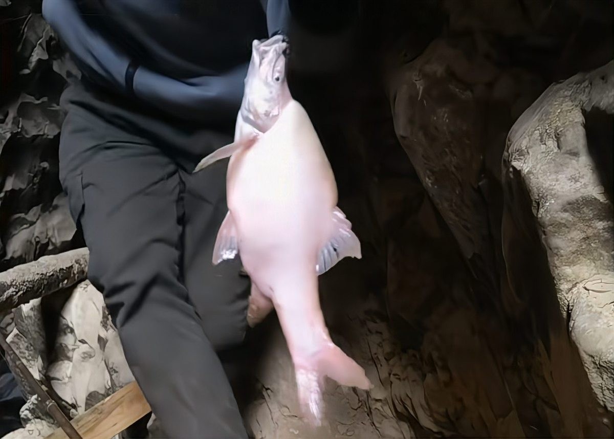 白云金絲魚的保護(hù)現(xiàn)狀