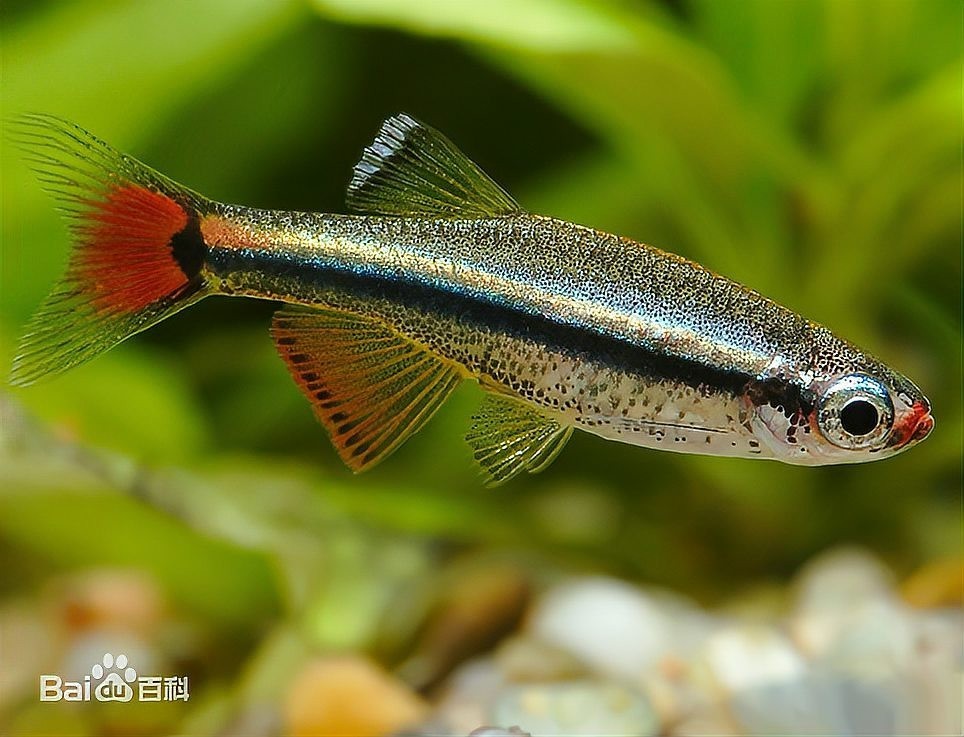 白云金絲魚的保護(hù)現(xiàn)狀