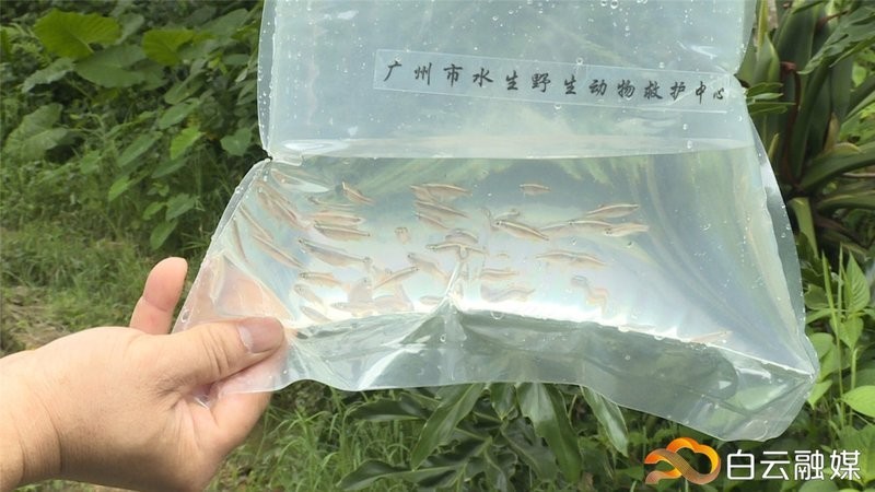 白云金絲魚的保護(hù)現(xiàn)狀