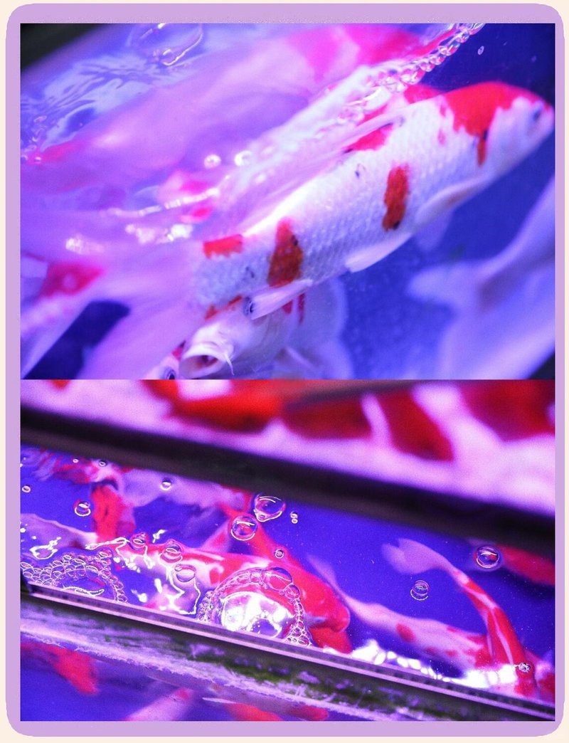 深圳哪里有水族批發市場