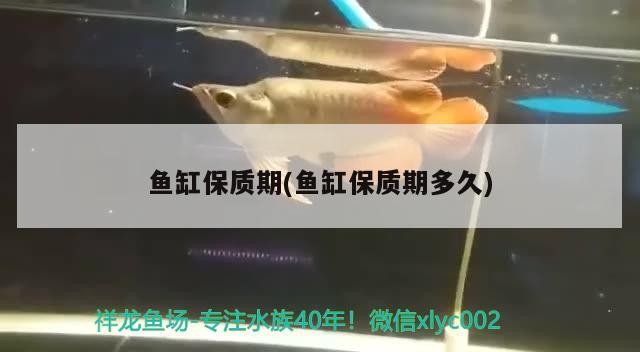 銀龍魚和白化龍魚能混養嗎（銀龍魚和白化龍魚能混養嗎圖片）