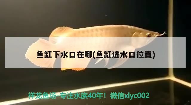 銀龍魚和白化龍魚能混養嗎（銀龍魚和白化龍魚能混養嗎圖片）