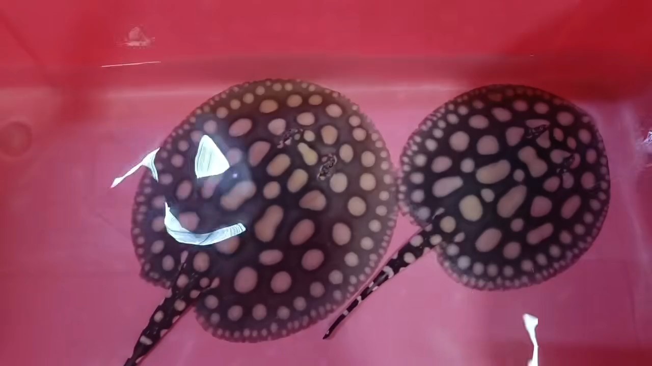 假日快樂1111