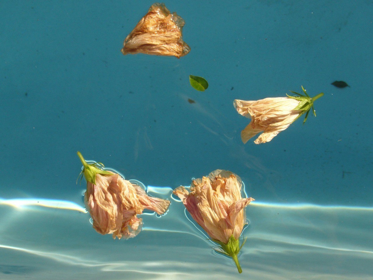 什么魚能和星點龍魚混養最佳（星點龍魚能和銀龍魚混養嗎）
