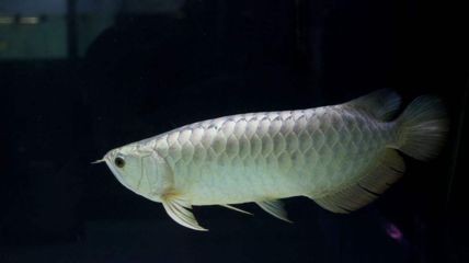 金龍魚白化：從零開始認(rèn)識(shí)白金龍魚系列之十七:白化紅龍