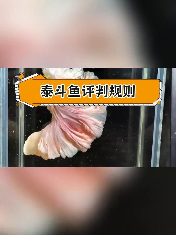 斗魚賽級和普通賽級區別