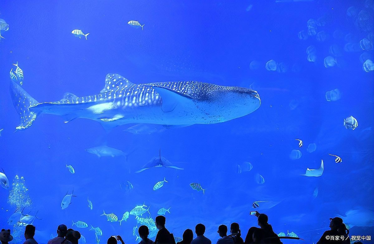 全國海洋館排行榜