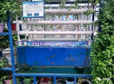 金魚藻的養殖秘訣：金魚藻養殖秘籍