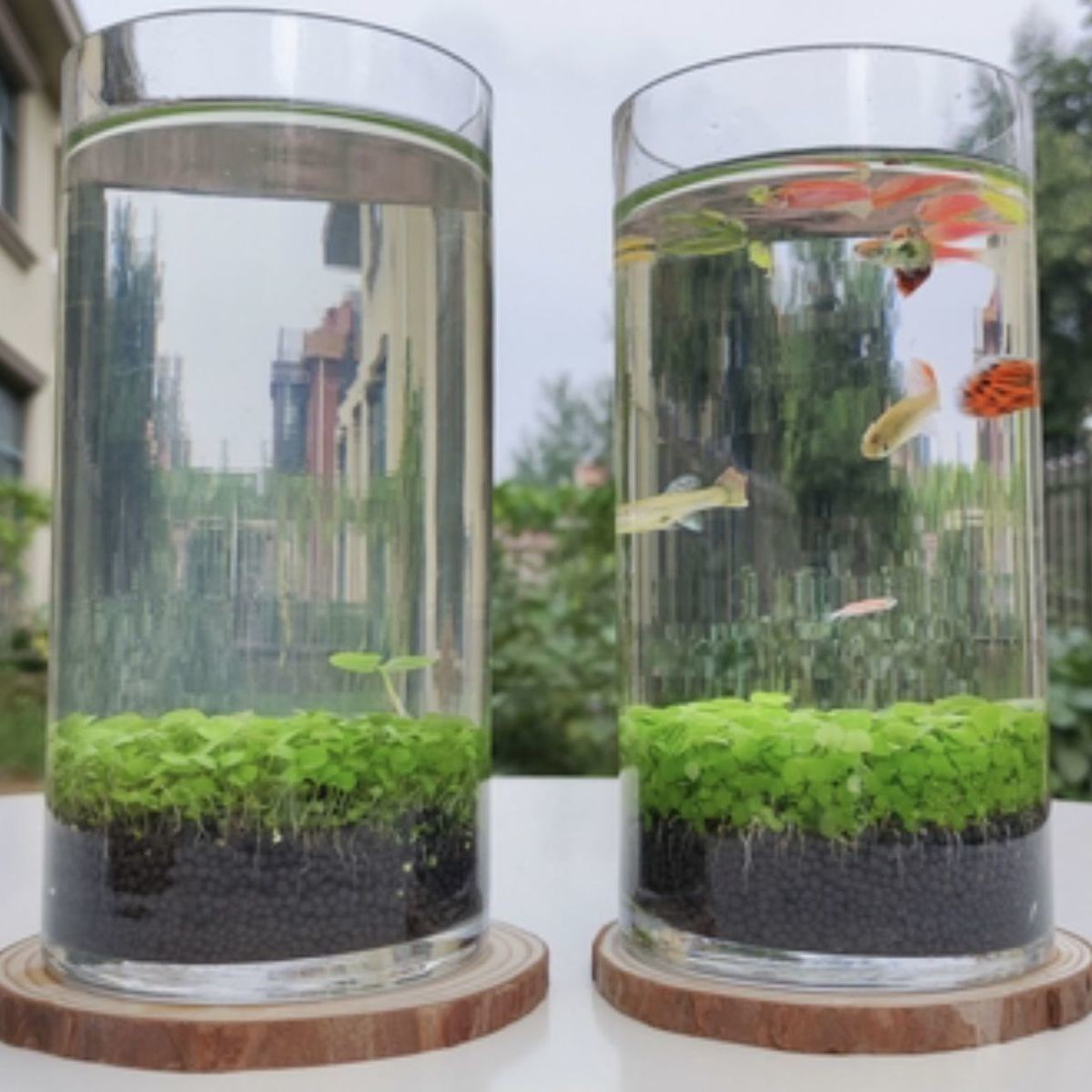 金魚藻的養殖秘訣：金魚藻養殖秘籍